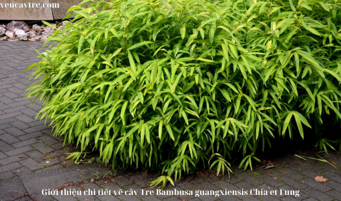 Giới thiệu chi tiết về cây Tre Bambusa guangxiensis Chia et Fung