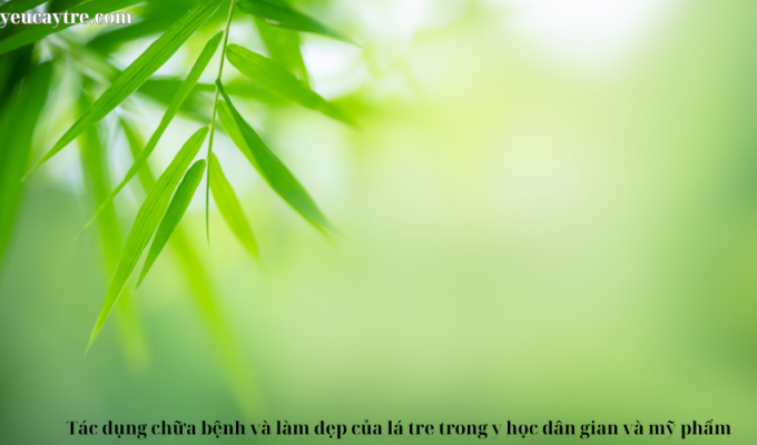 Tác dụng chữa bệnh và làm đẹp của lá tre trong y học dân gian và mỹ phẩm