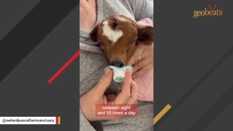 Finding Cherry: The Heartwarming Journey of a Tiny Goat Who Found Her Forever Home