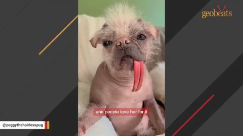 The Unlikely Queen: How Peggy the Hairless Pug Found Her Forever Crown