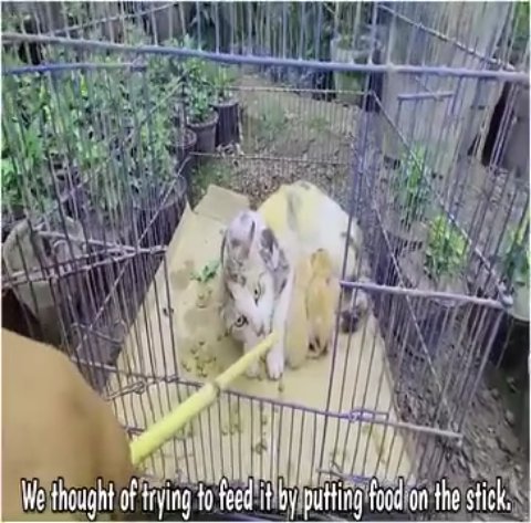 From Terror to Trust: How a Devastated Mother Cat Found Her Sanctuary