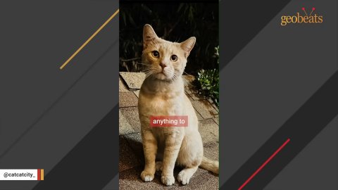Jelly’s Journey: From a Lonely Stray to a Forever Heart