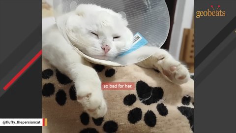 A Second Chance at Love: The Remarkable Journey of Snowbell