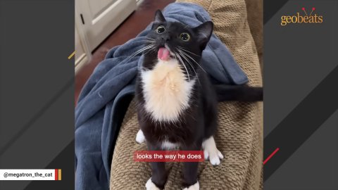The Little Cat With A Big Tongue: The Joyous Journey Of Megatron