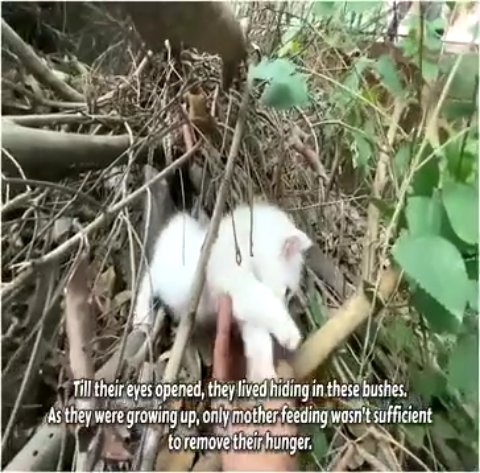 Whispers in the Brambles: The Miraculous Rescue of Four Abandoned Kittens Fighting to Survive in a Hostile City Park