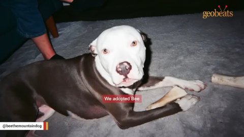 8 Incredible Reasons Why Bee The Mountain Dog Transformed Her Life