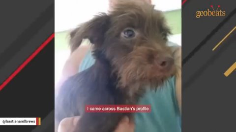 1 Amazing Transformation: How This Shy Rescue Dog Found His Voice