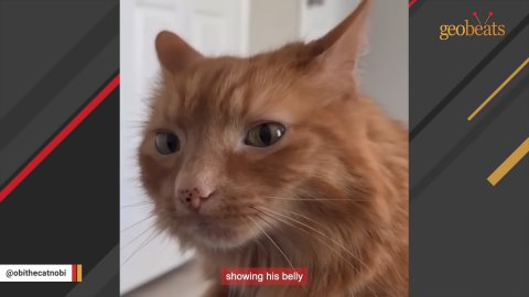 1 Amazing Transformation: How This Shy Cat Found His Purr-fect Home