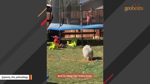7 Heartwarming Lessons from Penny the Rescue Pig’s Incredible Journey