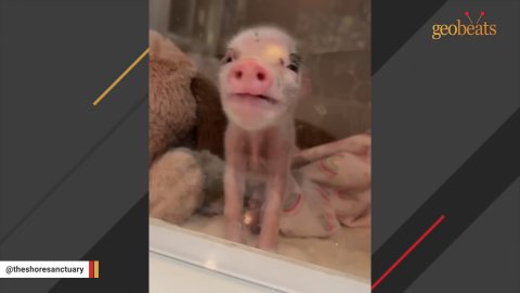 5 Miraculous Tales of Piglet Rescue and Finding New Hope