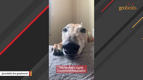 5 Heartwarming Reasons Why This Retired Racing Greyhound Will Melt Your Heart