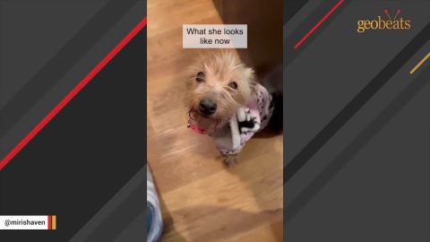1 Amazing Rescue Story: The Heartwarming Journey of a Senior Dog