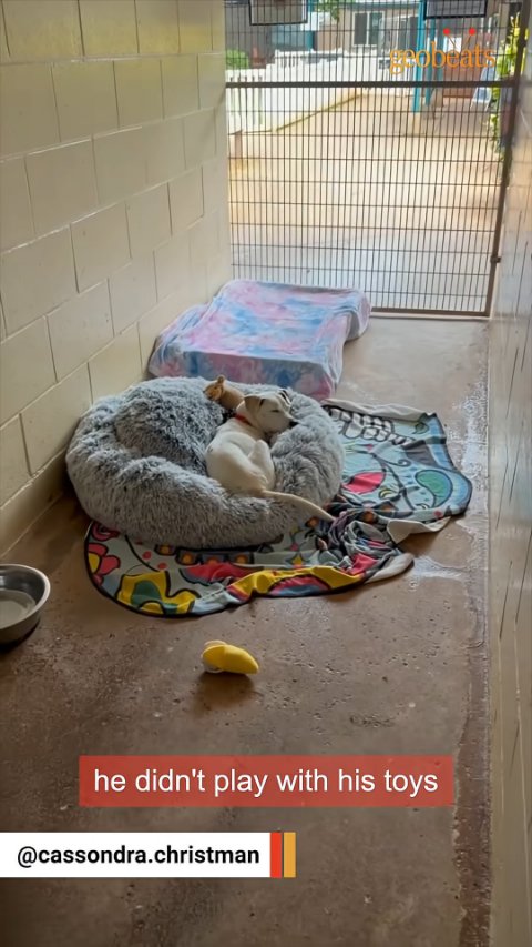 3 Heartbreaking Reasons Senior Dog Adoption Changes Lives