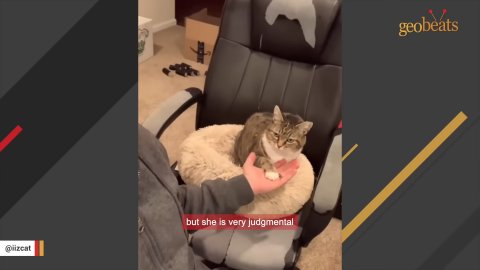 5 Heartwarming Ways This Spoiled Rescue Cat Hilariously Rules Her Owner’s Whole World