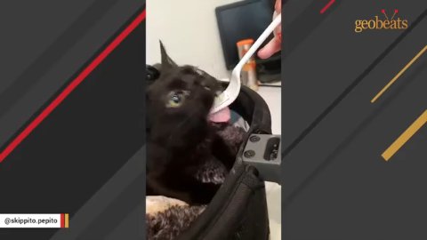 1 Miracle Rescue: How This Rescued Black Kitten Defied All Odds