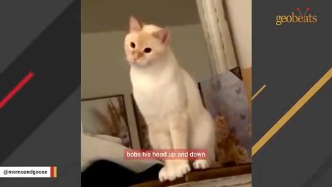 1 Incredible Rescued Flame Point Cat Who Fills His Family’s Hearts With Absolute Joy
