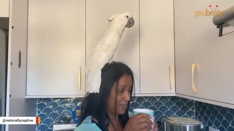 1 Miraculous Abandoned Cockatoo Rescue Story That Will Melt Your Heart