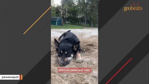 1 Miraculous Journey of a Loyal Shelter Dog Who Finally Found Her Forever Home
