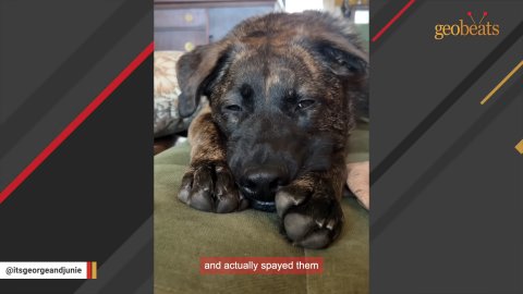 10 Heartwarming Ways Rescue Dog Junie Miraculously Transformed Her Owner’s Life