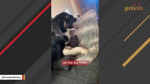 5 Rescue Dog Penny Secrets That Reveal Her Unbreakable Bond