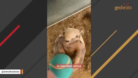 7 Surprising Facts About Playing With a Friendly Armadillo Rescue