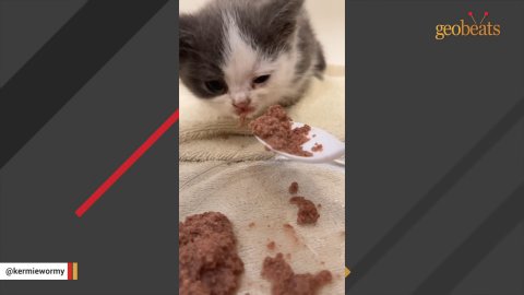 1 Miracle Kitten: The Heartwarming Journey of Rescuing a Tiny Soul