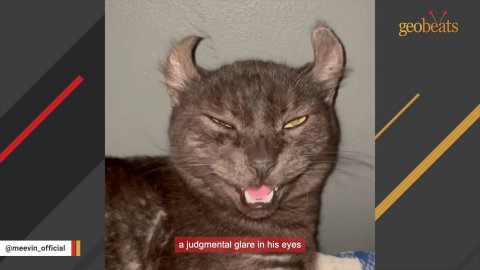 1 Amazing Rescue: How This Hilarious Cat Found His Forever Home