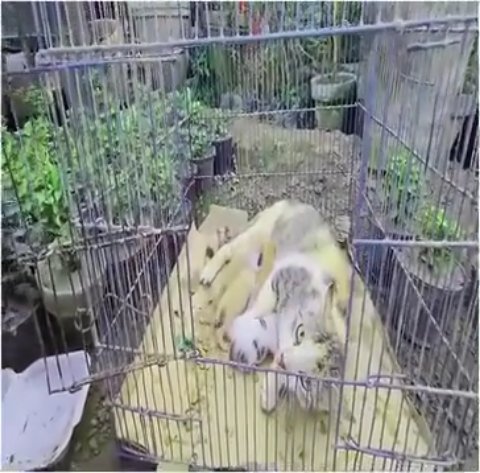 1 Powerful Rescue: Saving a Protective Mother Cat and Her Fragile Kittens