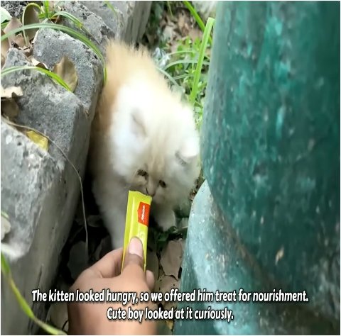 5 Heartwarming Steps to Saving a Lost Kitten Family