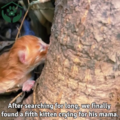 5 Powerful Reasons to Help a Worried Mama Cat in Need