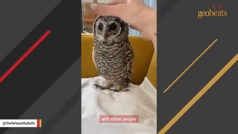 Wings of Serenity: How One Gentle Owl Found Her Forever Sanctuary