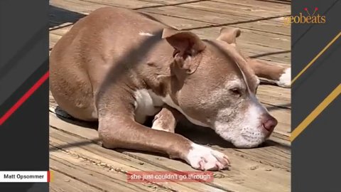 Waiting for a Miracle: How Baby Girl’s Long Sanctuary Journey Led to the Ultimate Forever Home