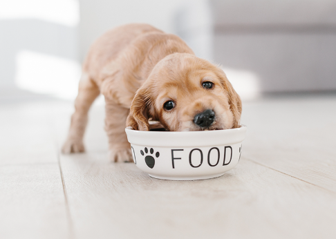 Puppy Care Guide for New Dog Owners: Feeding, Training, Health, and Daily Care Tips
