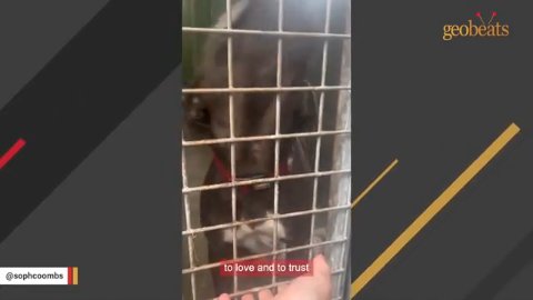 5 Heartwarming Reasons Why Adopting A Shelter Dog Changes Everything