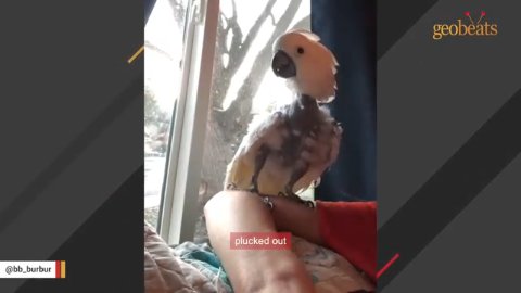 1 Amazing Recovery: Witness the Incredible Journey of a Plucked Cockatoo