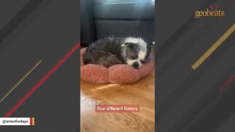 5 Heartbreaking Reasons This Rescue Dog Needed Help to Heal