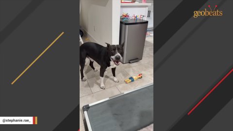 5 Miraculous Steps That Saved Manny: An Incredible Pit Bull Rescue Story