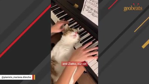 5 Hilarious Ways This Piano Playing Cat Demands Performance For Sleep