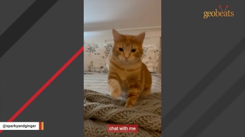 1 Heartwarming Rescue: The Incredible Transformation of a Stray Neighborhood Cat