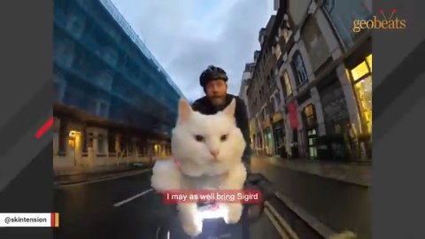 9 Incredible Adventures: The Biking Cat Sigrid Is A True Trailblazer
