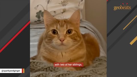 7 Touching Reasons Ginger Cat Love Makes Every Day Better