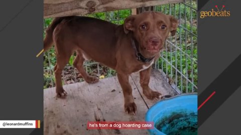 5 Miraculous Steps to Healing a Traumatized Rescue Dog Hoarding Survivor