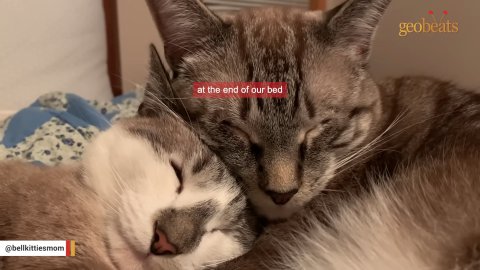 5 Miraculous Ways This Special Needs Cat Found a Loving Forever Home