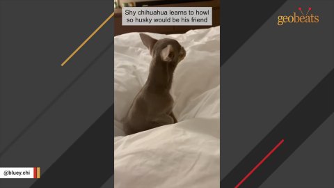 1 Incredible Transformation: A Shy Chihuahua Finds His Voice and New Best Friend