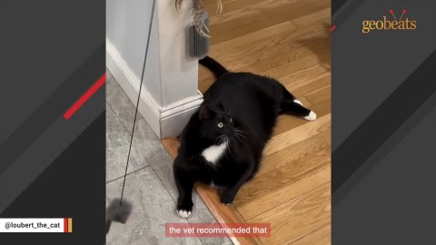 1 Amazing Bond: The Heartwarming Story of Lou and His Rescued Cat