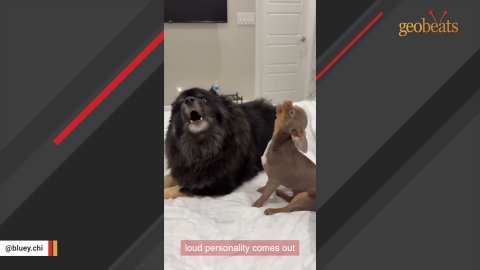 1 Incredible Transformation: A Shy Chihuahua Finds His Voice and New Best Friend