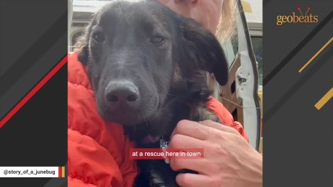 1 Amazing Rescue Dog Finds Courage and a Best Friend for Life