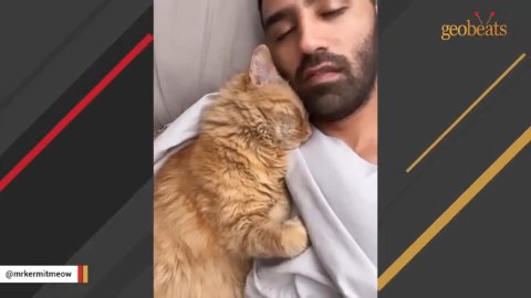 1 Amazing Bond: The Heartwarming Story of Kermit the Cat