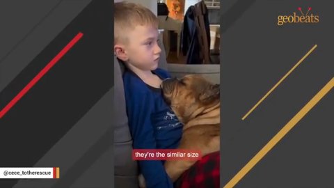 8 Incredible Moments Showcasing The Heartwarming Bulldog Rescue Journey
