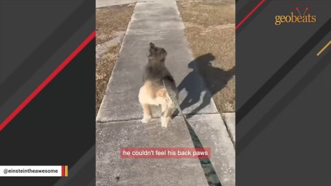 5 Miraculous Reasons Why This Special Needs Rescue Dog Is An Incredible Inspiration